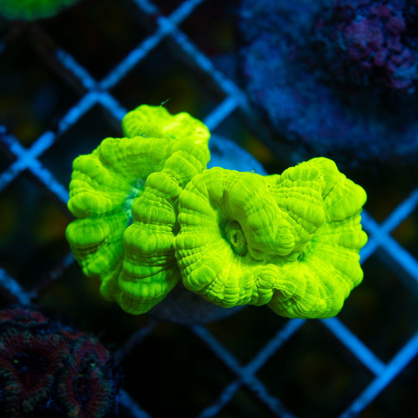 krytonight Candy Cane live coral for saltwater reef aquarium