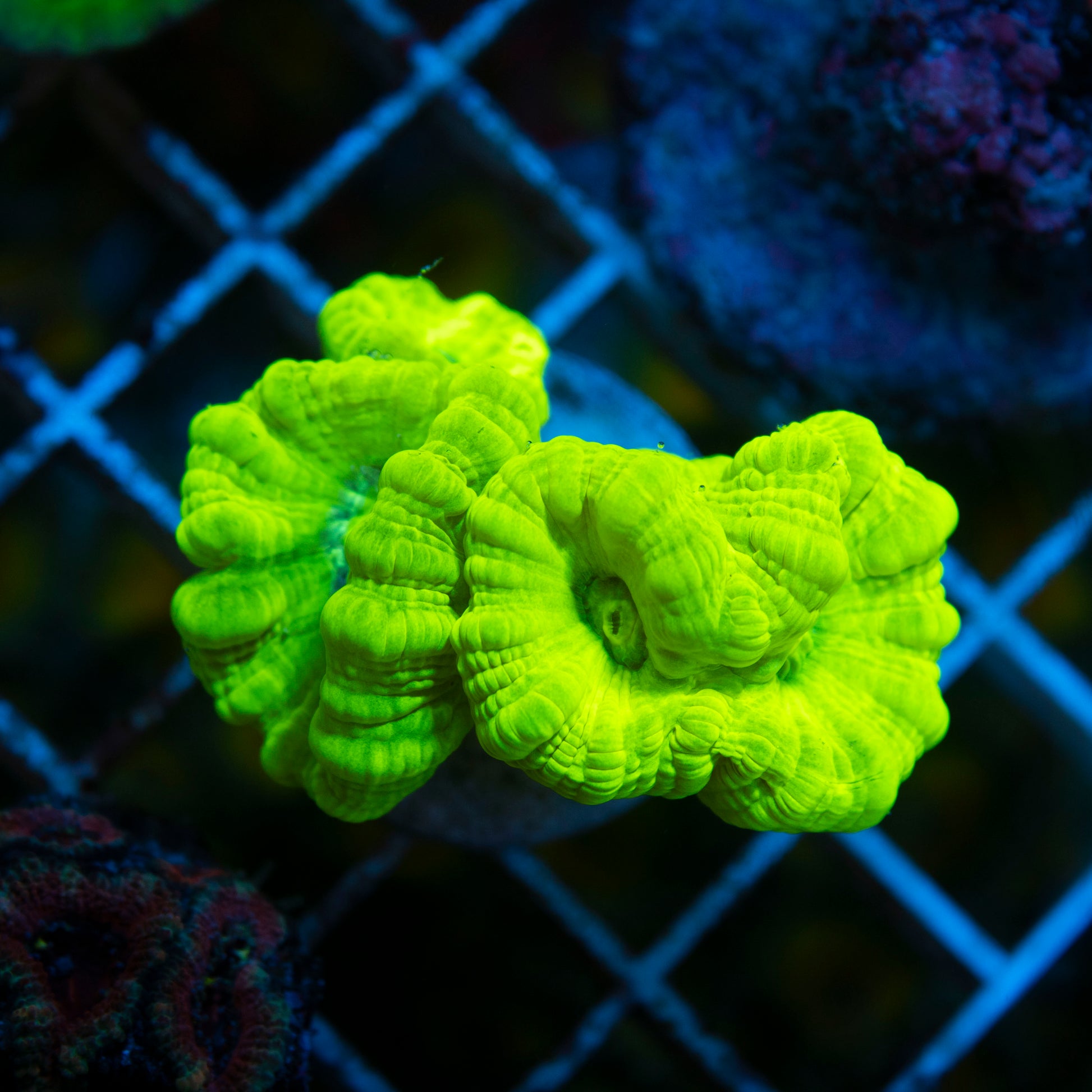 krytonight Candy Cane live coral for saltwater reef aquarium