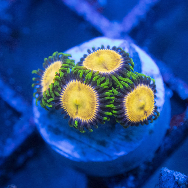 laser lemon zoa WYSIWYG live coral for sale at AquaGemCorals
