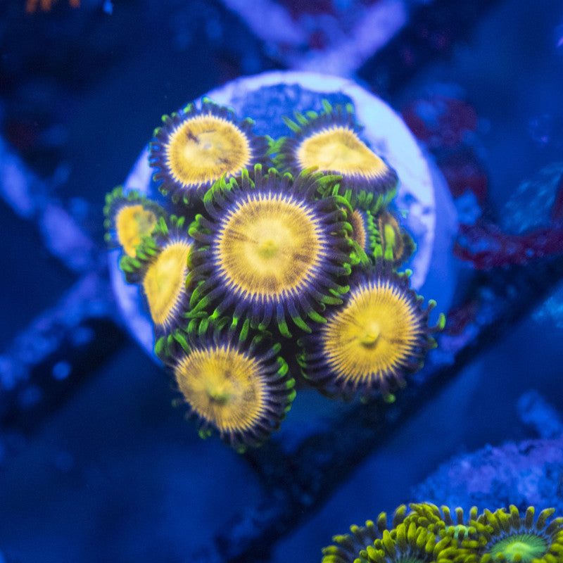 laser lemon zoa WYSIWYG live coral for sale at AquaGemCorals