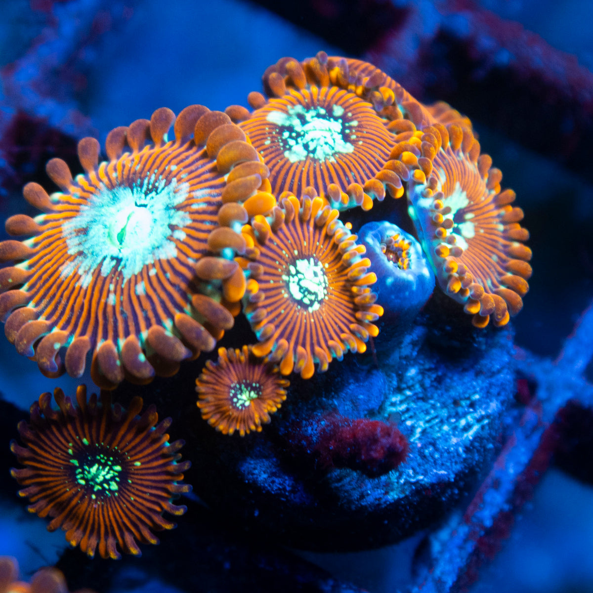 magician zoa live reef coral - AquaGemCorals