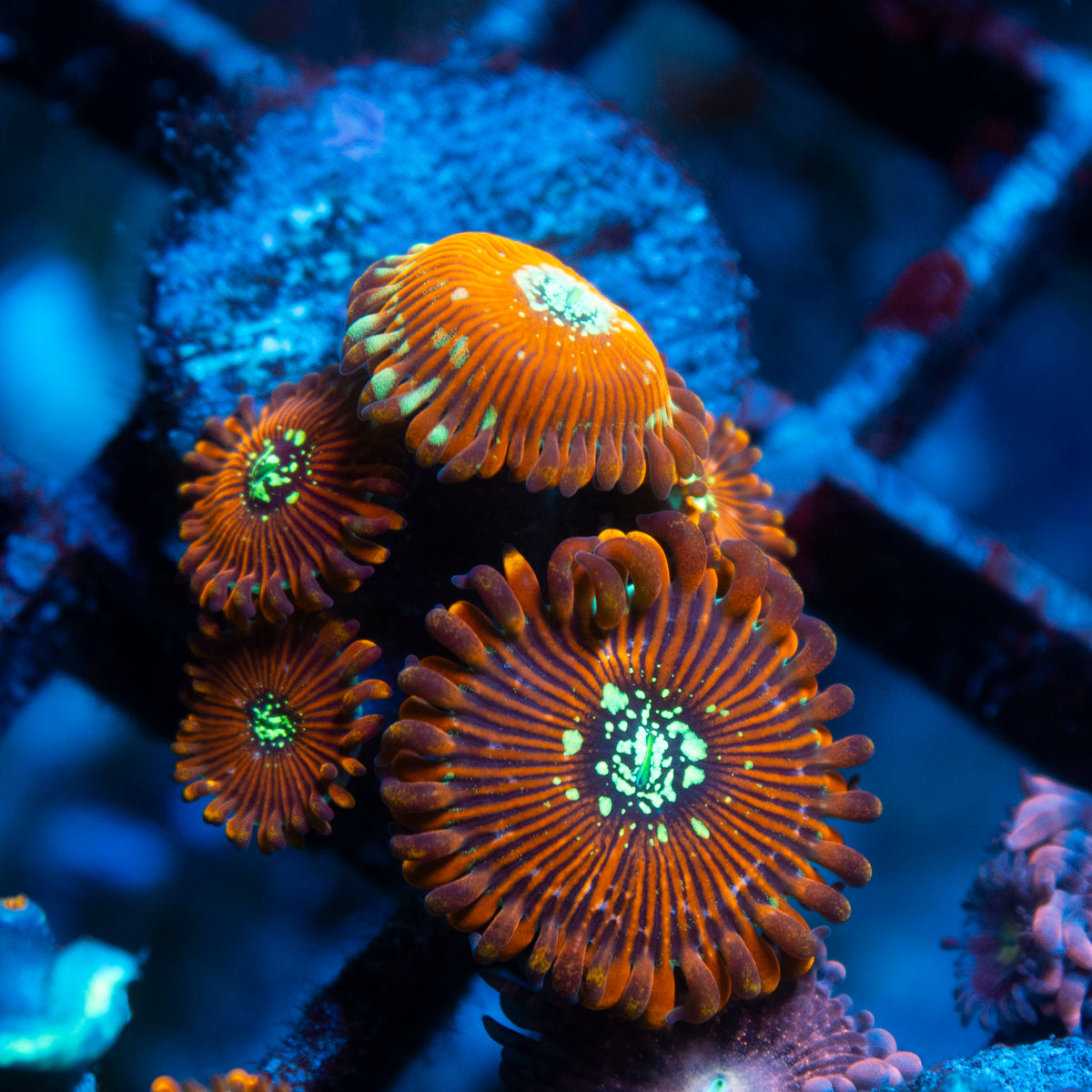 magician zoa live reef coral - AquaGemCorals