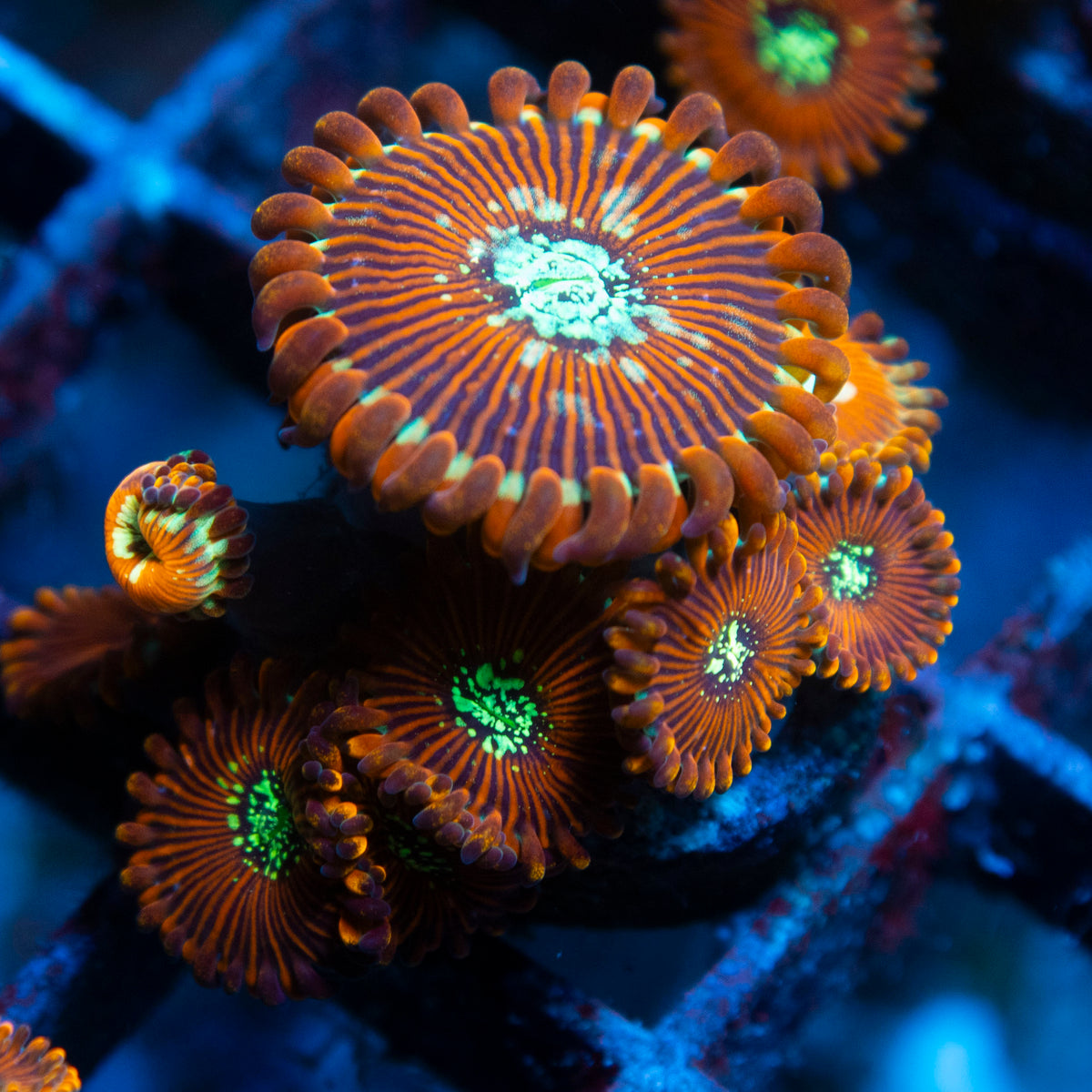 magician zoa live reef coral - AquaGemCorals