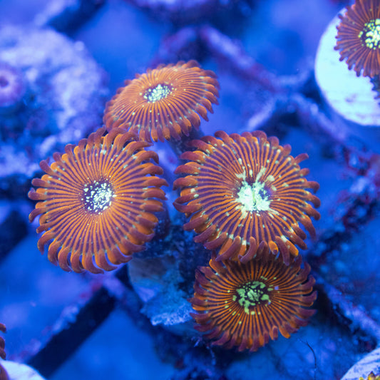 magician zoa WYSIWYG live coral for sale at AquaGemCorals