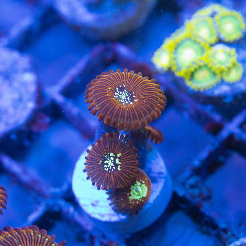 magician zoa WYSIWYG live coral for sale at AquaGemCorals