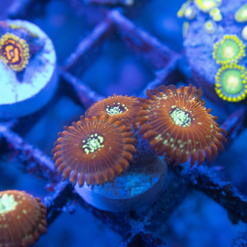 magician zoa WYSIWYG live coral for sale at AquaGemCorals