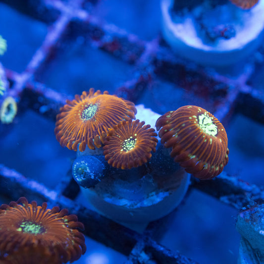 magician zoa WYSIWYG live coral for sale at AquaGemCorals