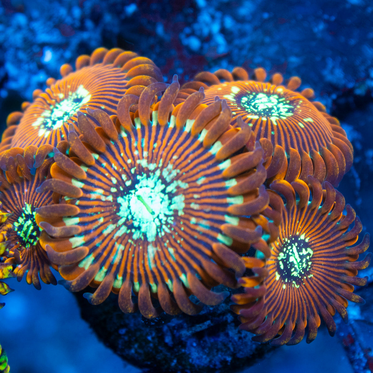 magician zoa live reef coral - AquaGemCorals