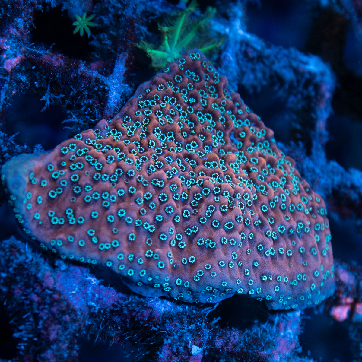 montipora dragon fruit coral frag from AquaGem Corals