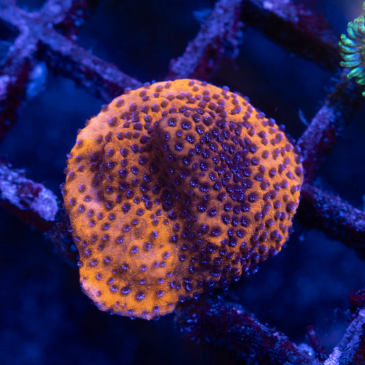 mystic sunset montipora - AquaGemCorals