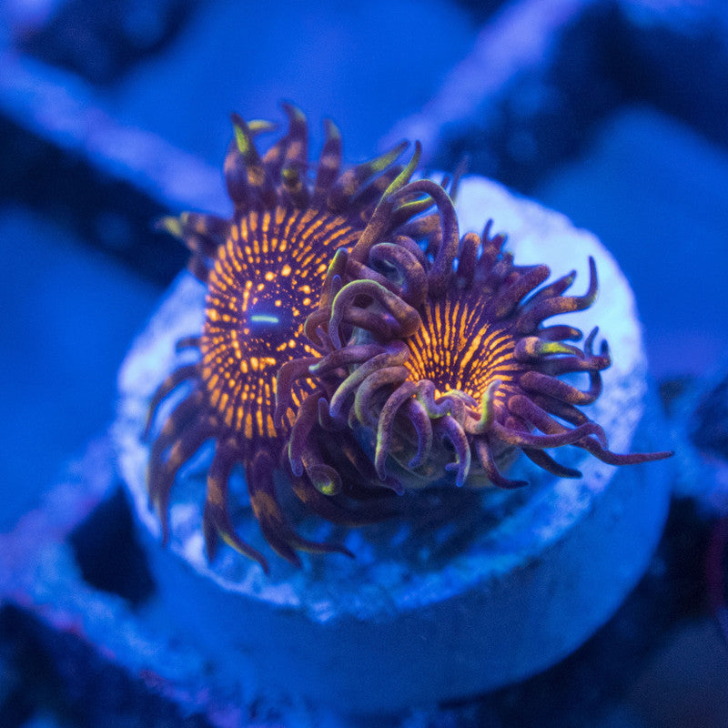 night crawler zoas WYSIWYG live coral for sale at AquaGemCorals