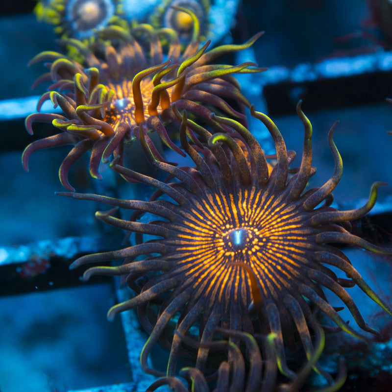 night crawler zoas live coral for reef aquarium