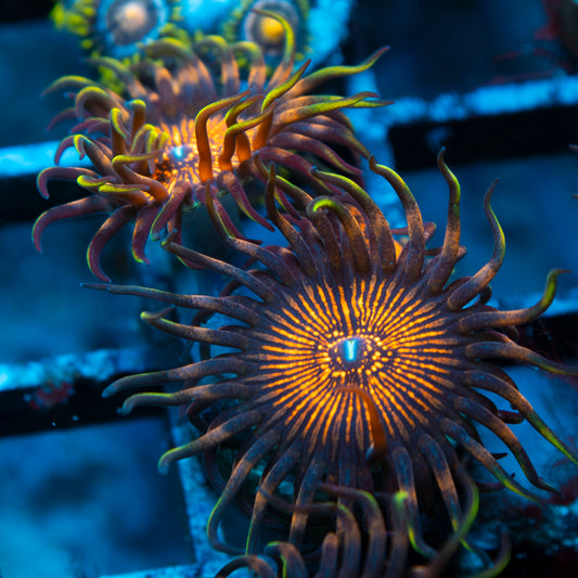 night crawler zoas
