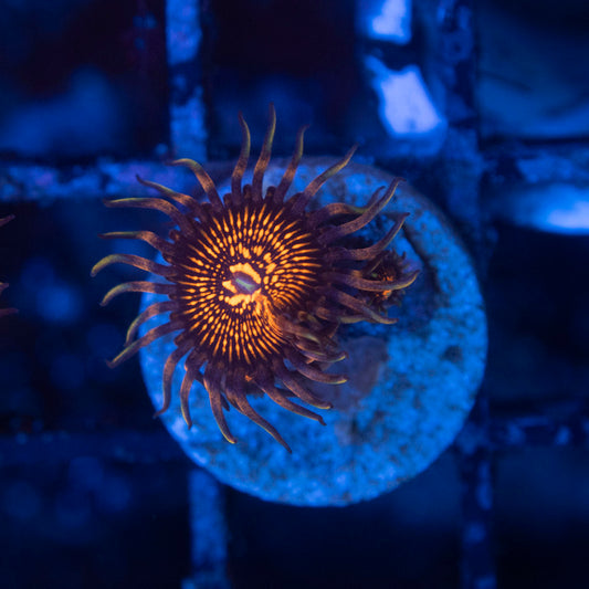 nightmare zoa