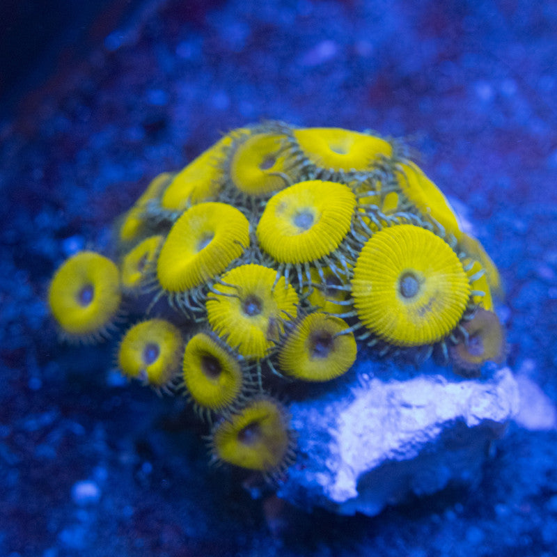 nuclear death palythoa WYSIWYG live coral for sale at AquaGemCorals