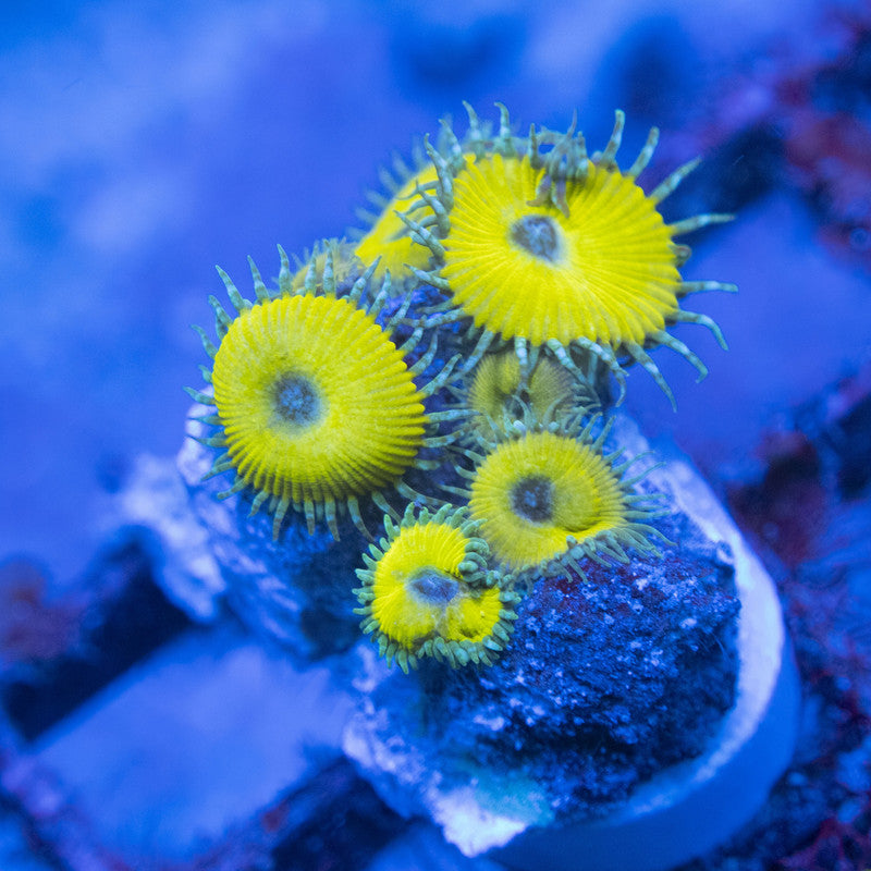 nuclear death palythoa WYSIWYG live coral for sale at AquaGemCorals