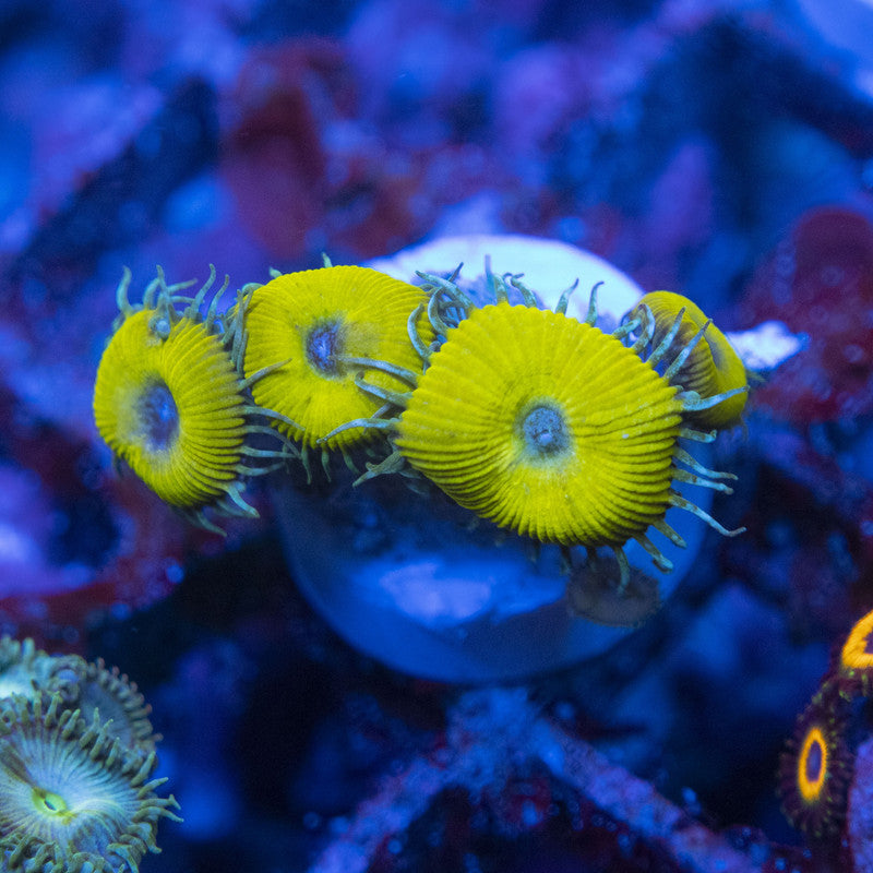 nuclear death palythoa Mini Colony WYSIWYG live coral for sale at AquaGemCorals