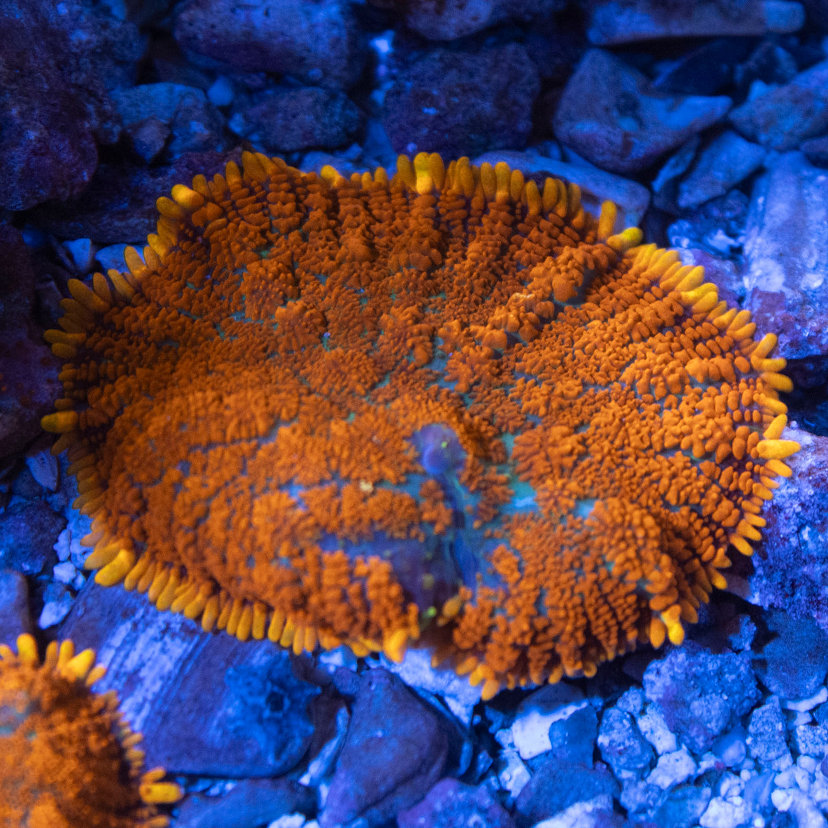 orange rhodactis mushroom coral frag from AquaGem Corals