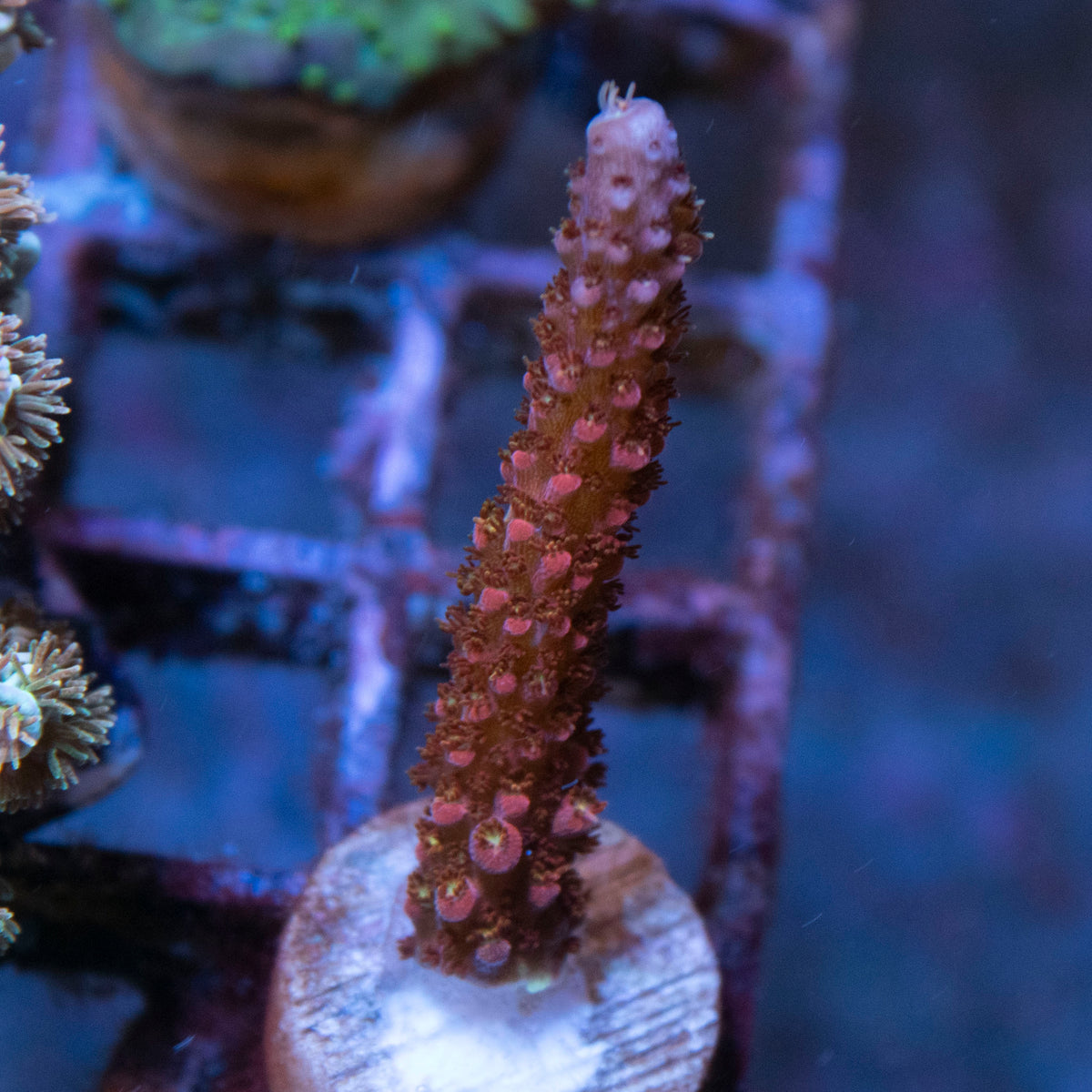 pc rainbow acropora coral frag from AquaGem Corals