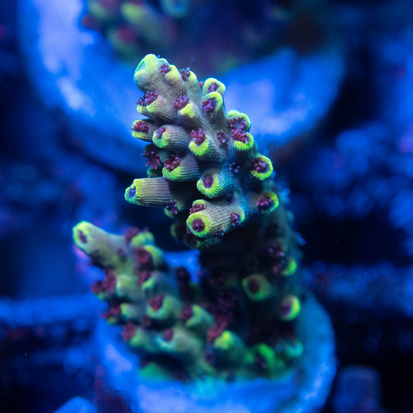 pikachu acropora