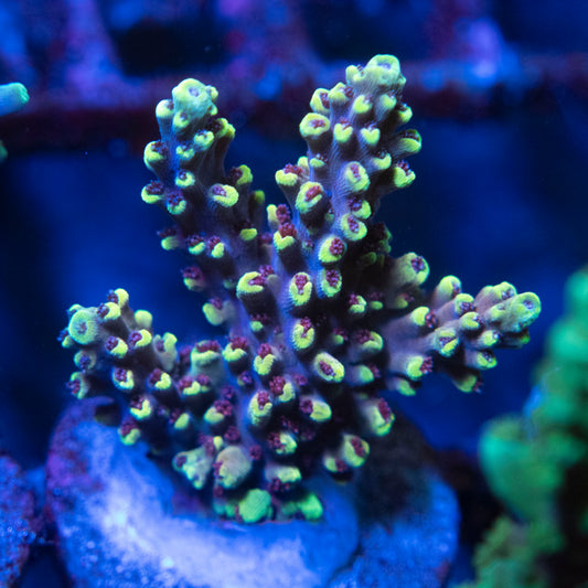 pikachu acropora