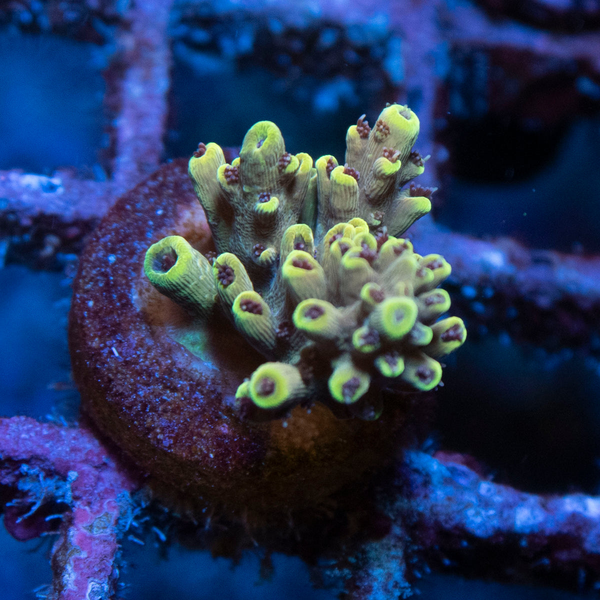 pikachu acropora coral frag from AquaGem Corals