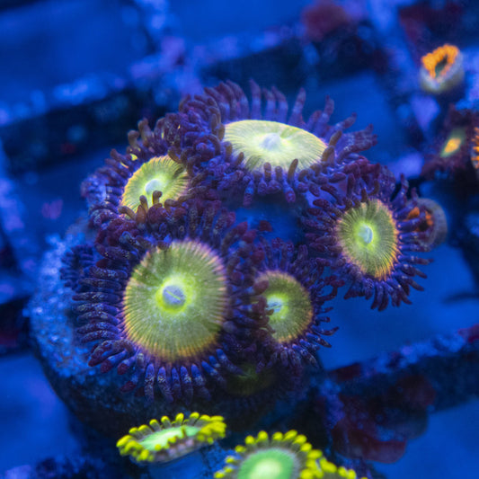 power infusion Zoa WYSIWYG live coral for sale at AquaGemCorals