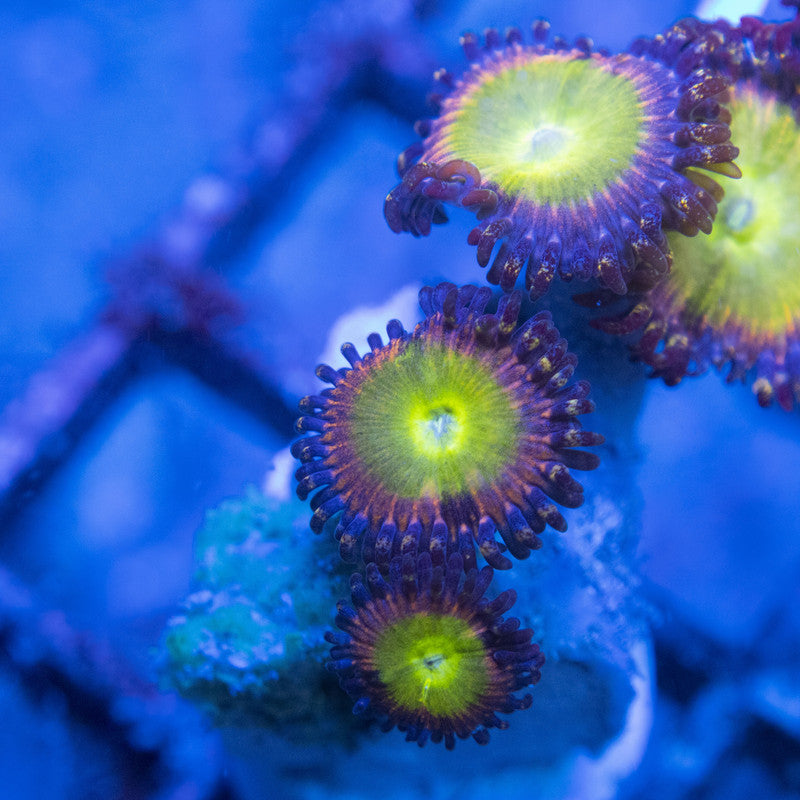 power infusion Zoa WYSIWYG live coral for sale at AquaGemCorals