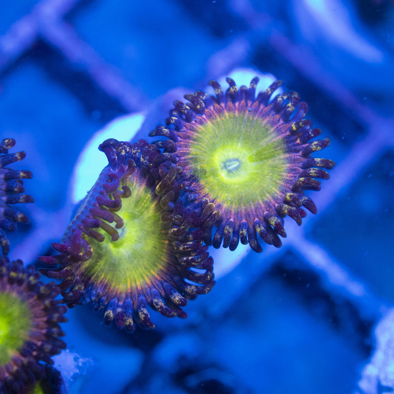 power infusion Zoa WYSIWYG live coral for sale at AquaGemCorals