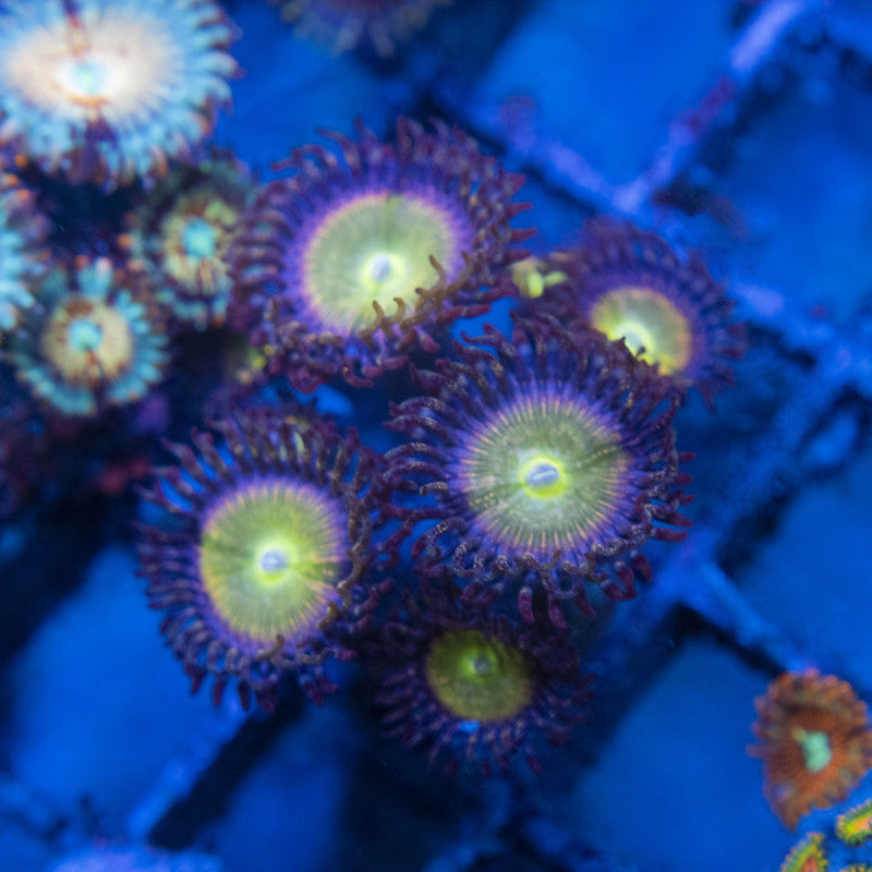 power infusion Zoa WYSIWYG live coral for sale at AquaGemCorals