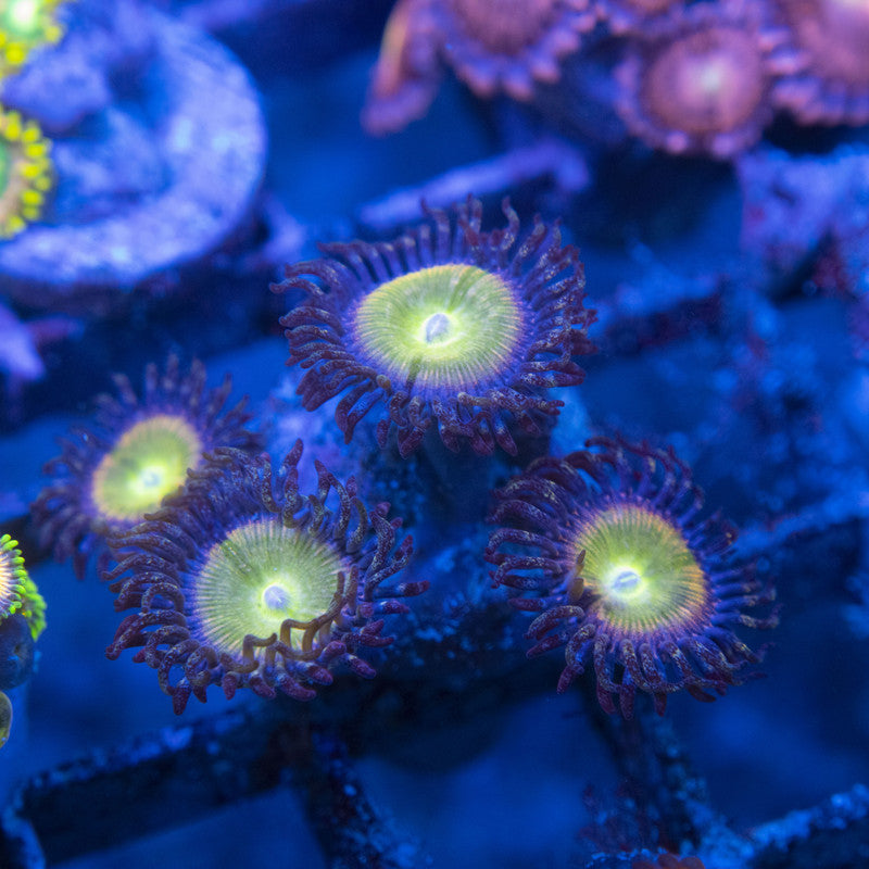 power infusion Zoa WYSIWYG live coral for sale at AquaGemCorals
