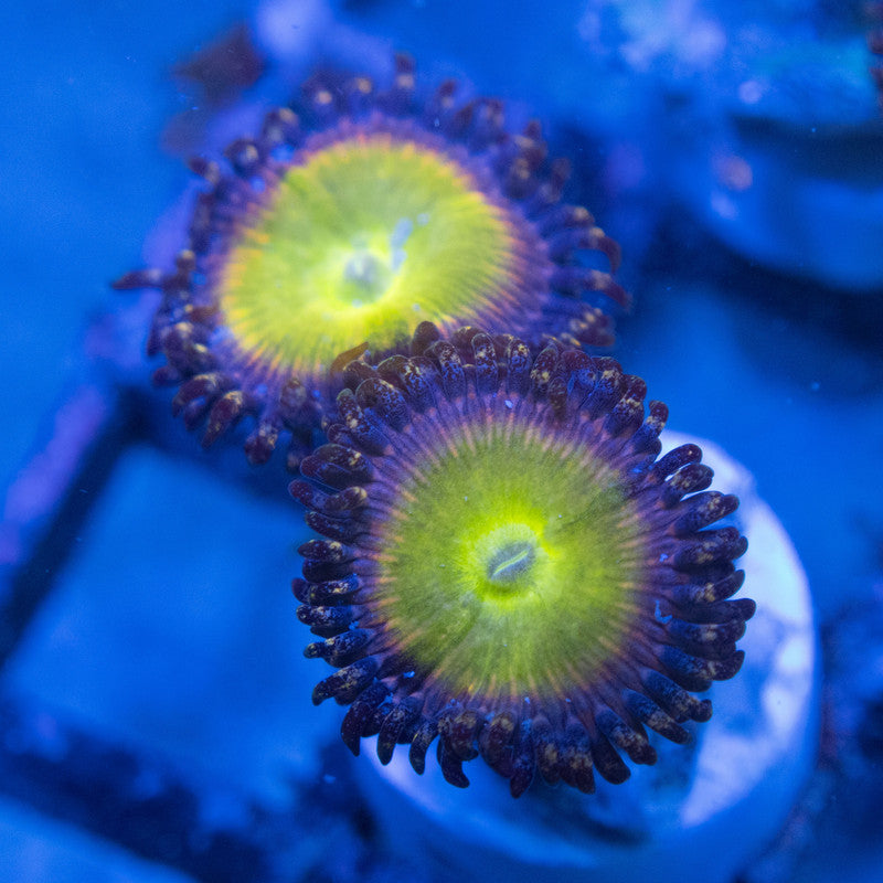 power infusion Zoa WYSIWYG live coral for sale at AquaGemCorals