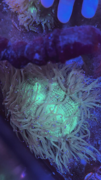 Big Elegance coral