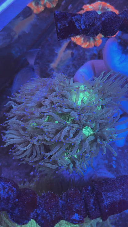 Big Elegance coral