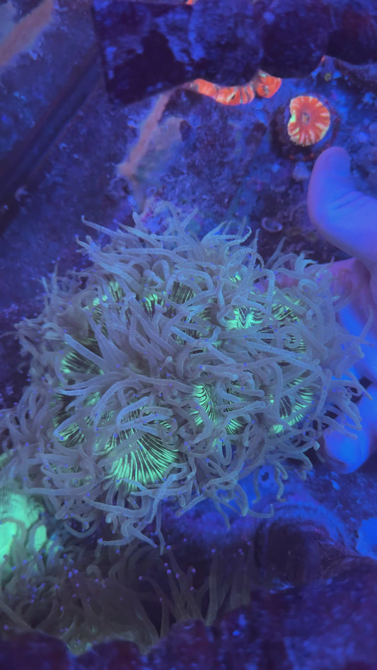 Big Elegance coral