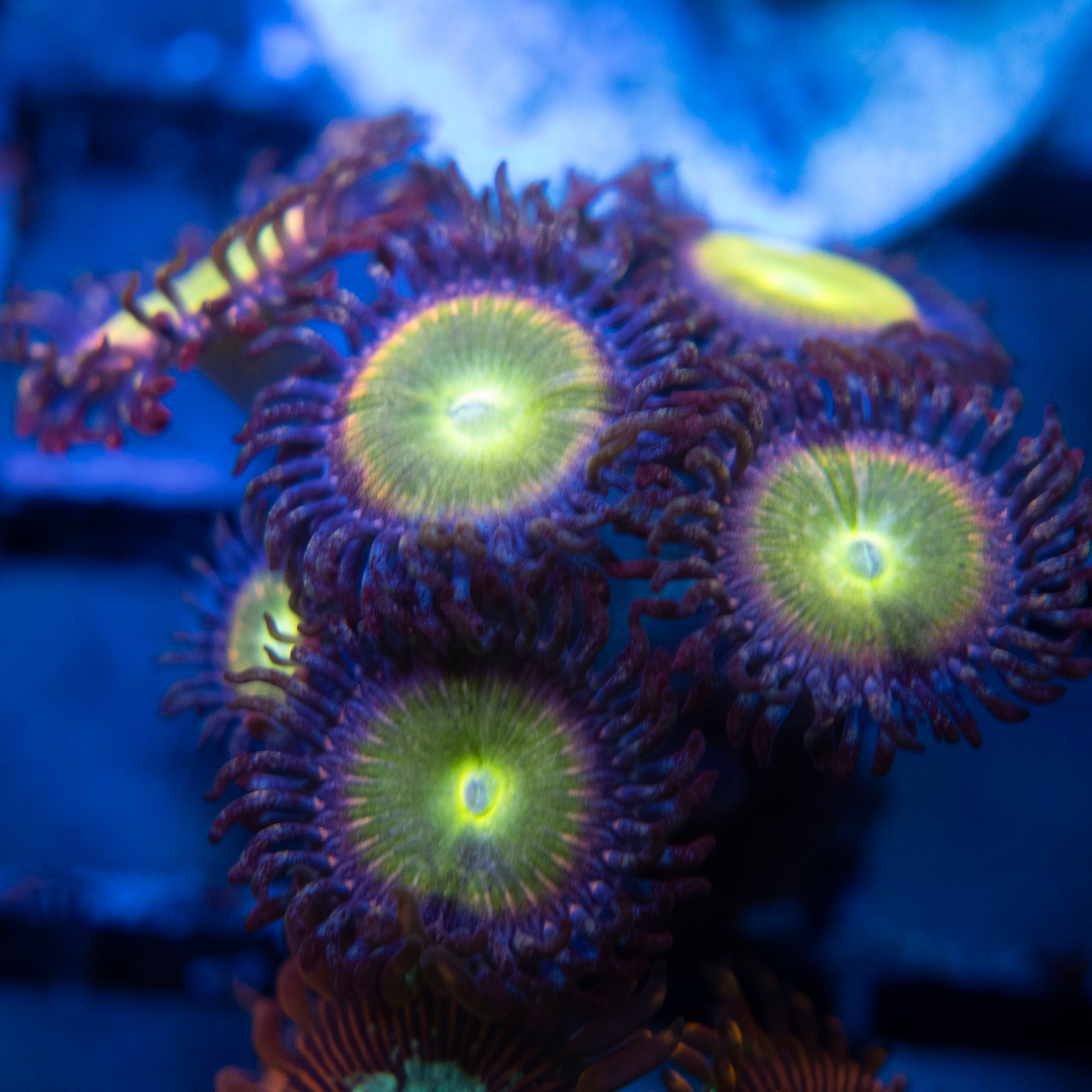 rainbow infusion zoas  WYSIWYG coral from AquaGemCorals