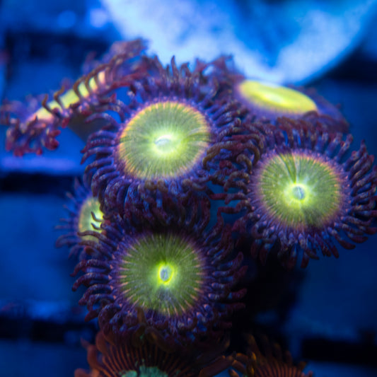 rainbow infusion zoas  WYSIWYG coral from AquaGemCorals