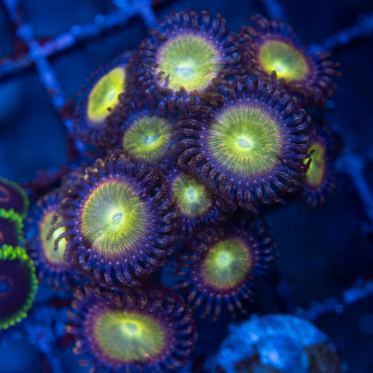 rainbow infusion zoas  WYSIWYG coral from AquaGemCorals