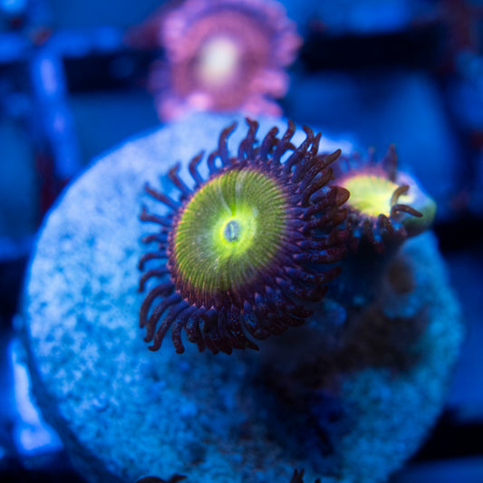 rainbow infusion zoas  WYSIWYG coral from AquaGemCorals