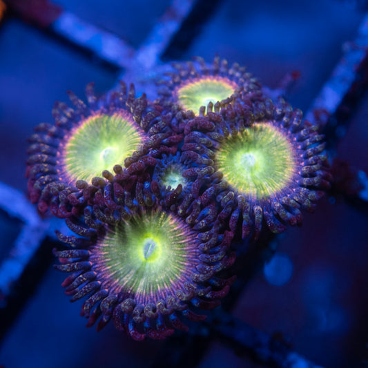 rainbow infusion zoas  WYSIWYG coral from AquaGemCorals