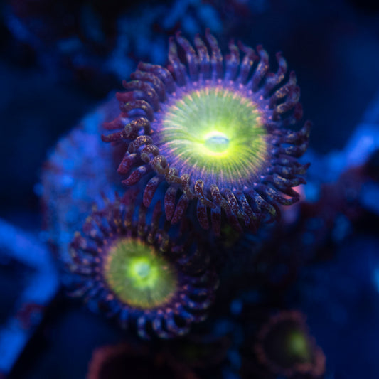 rainbow infusion zoas  WYSIWYG coral from AquaGemCorals