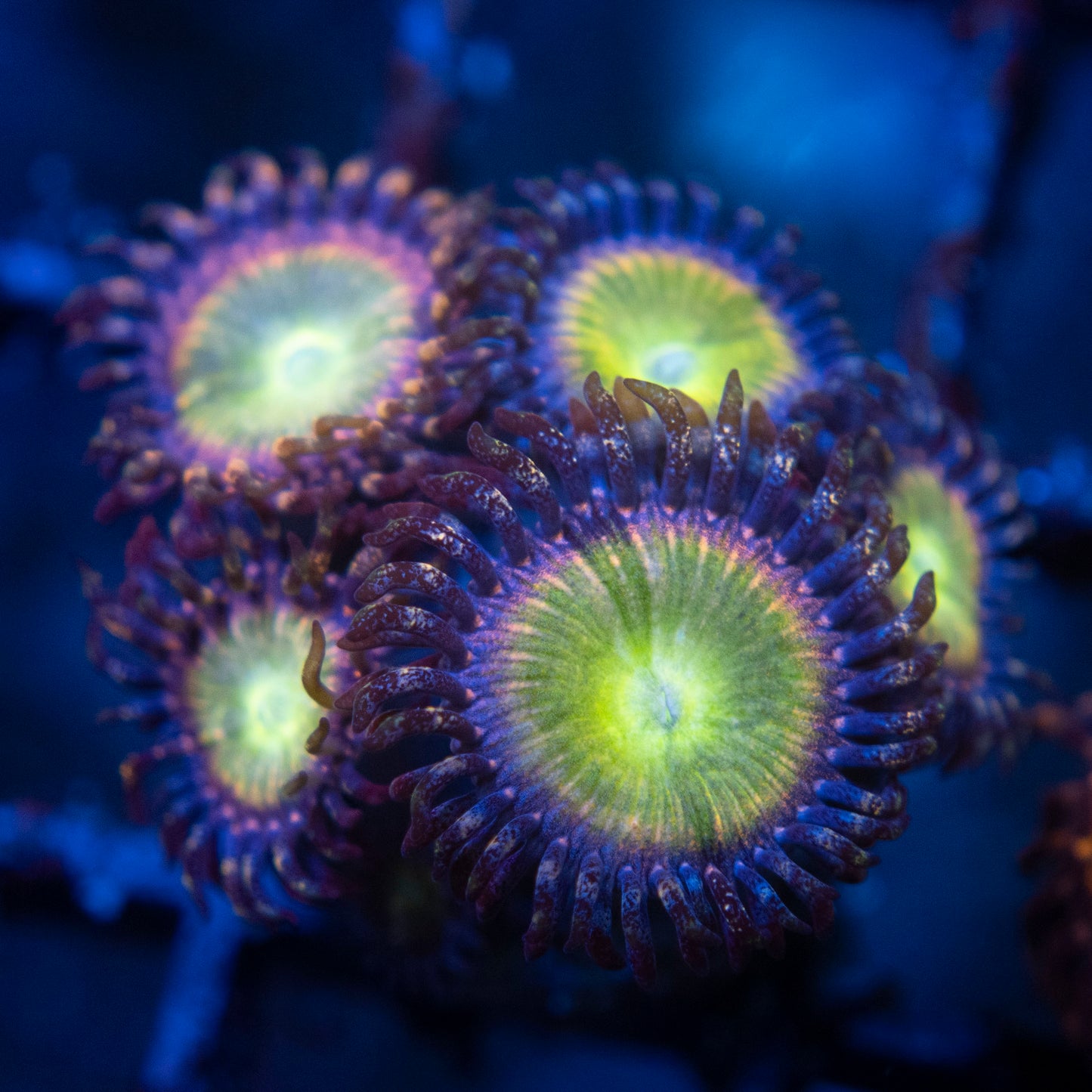 rainbow infusion zoas WYSIWYG coral from AquaGemCorals