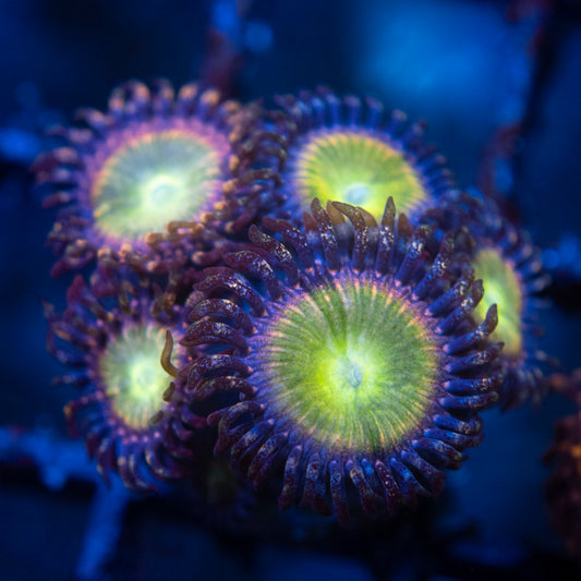 rainbow infusion zoas WYSIWYG coral from AquaGemCorals