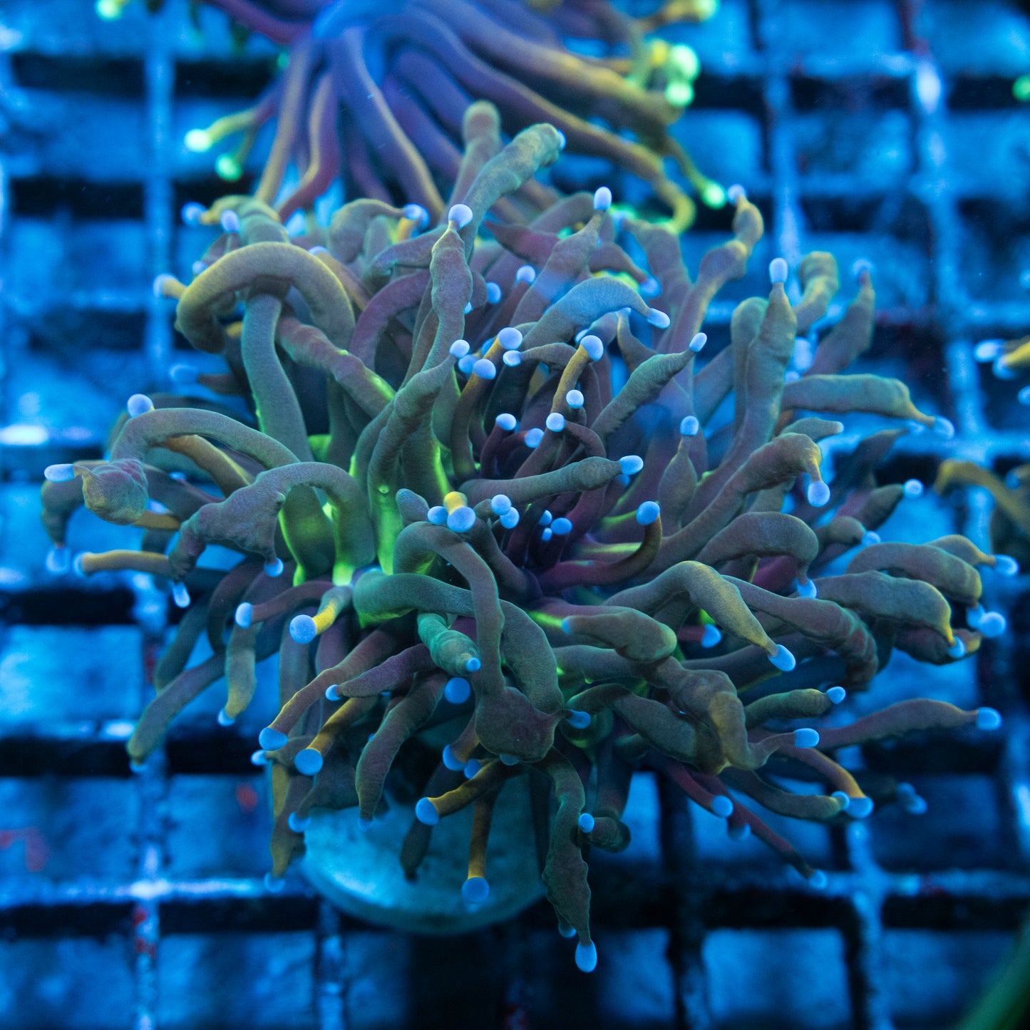 rapunzel torch coral