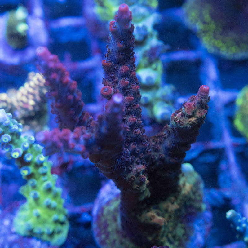 Red Robin Acro WYSIWYG live coral for sale at AquaGemCorals