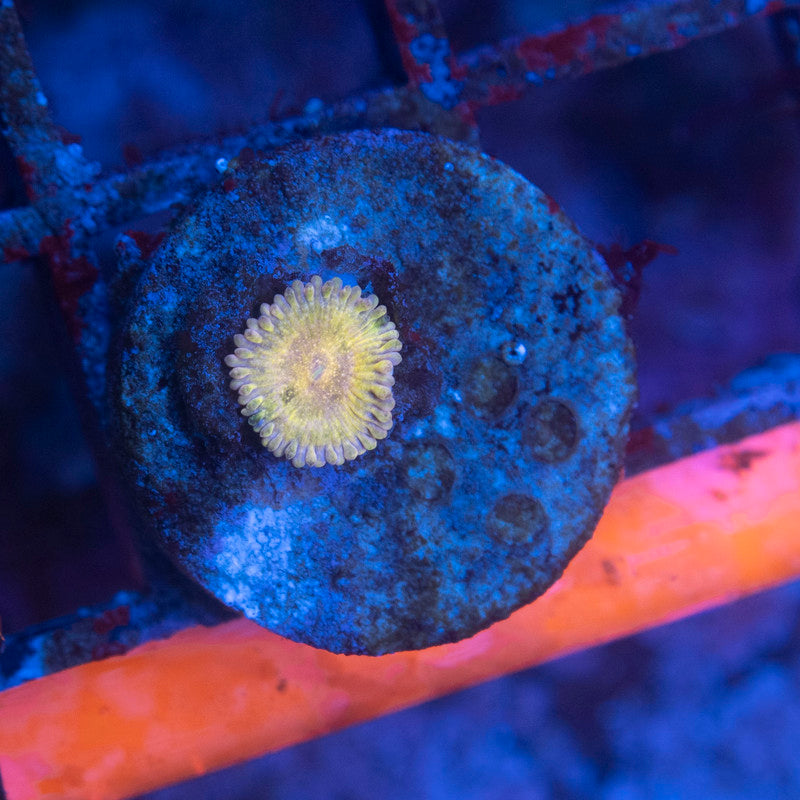 stratocaster zoanthid