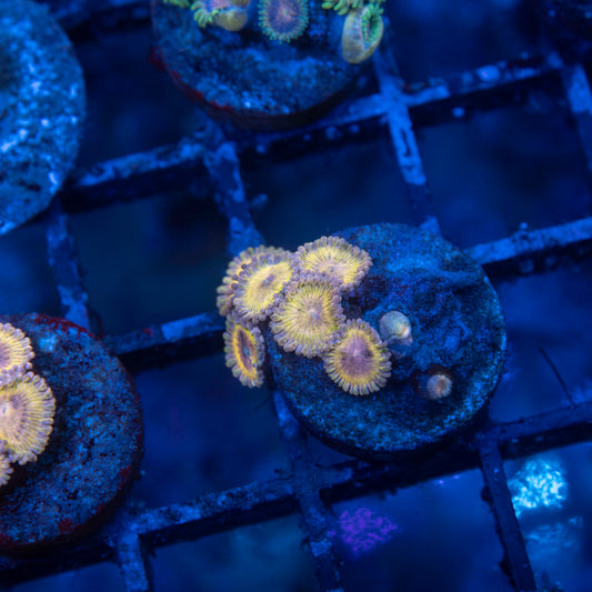 stratocaster zoanthid