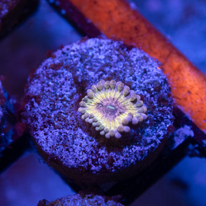 stratocaster zoanthid - AquaGemCorals