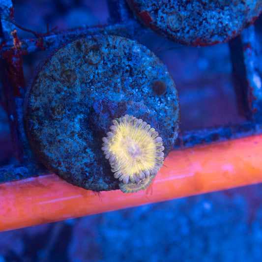 stratocaster zoanthid