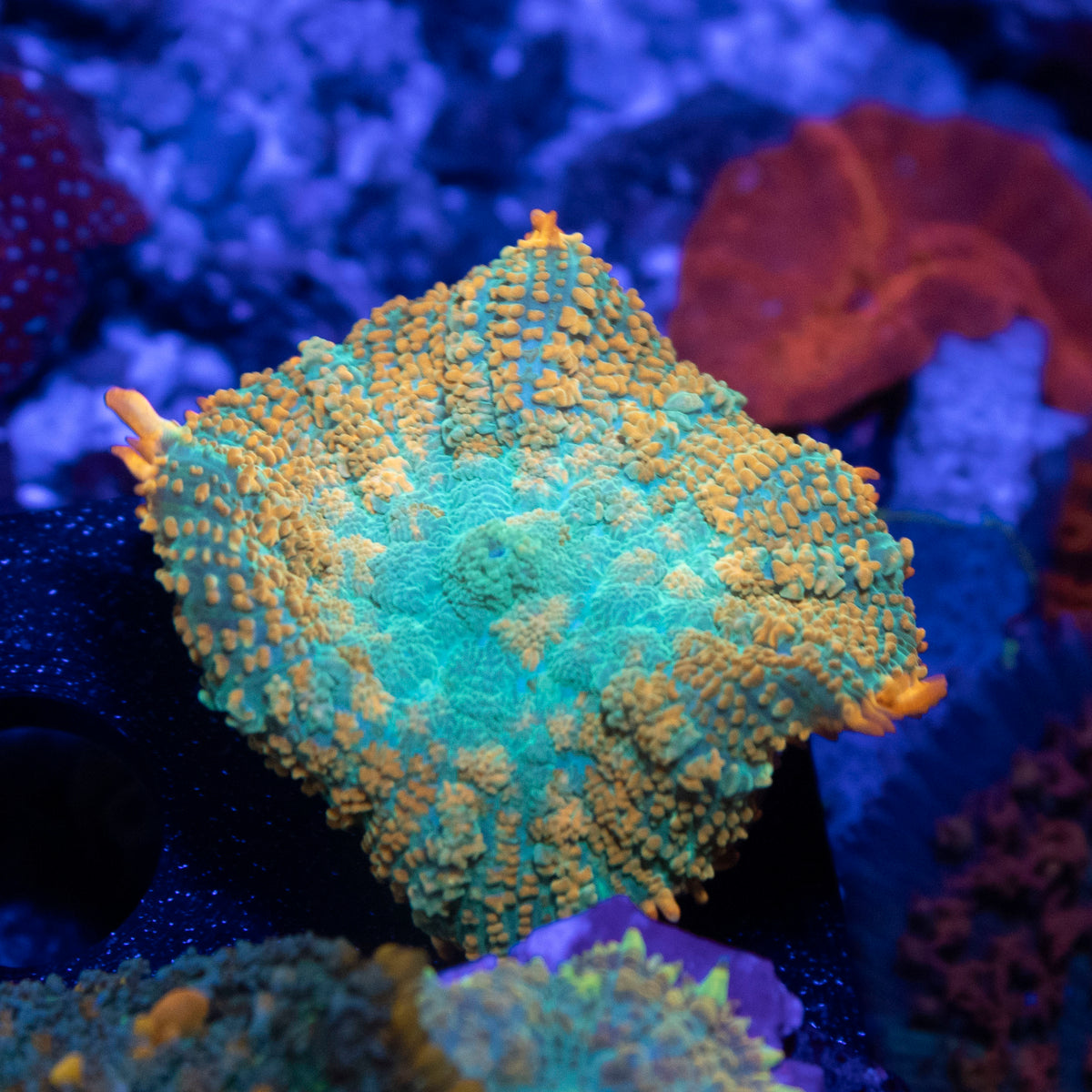 tequila Sunrise Rhodactis Mushroom coral frag from AquaGem Corals
